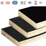 GIGA high quality whole poplar core plywood sheet 10